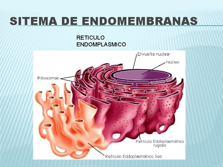 SITEMA DE ENDOMEMBRANAS RETICULO ENDOMPLASMICO 