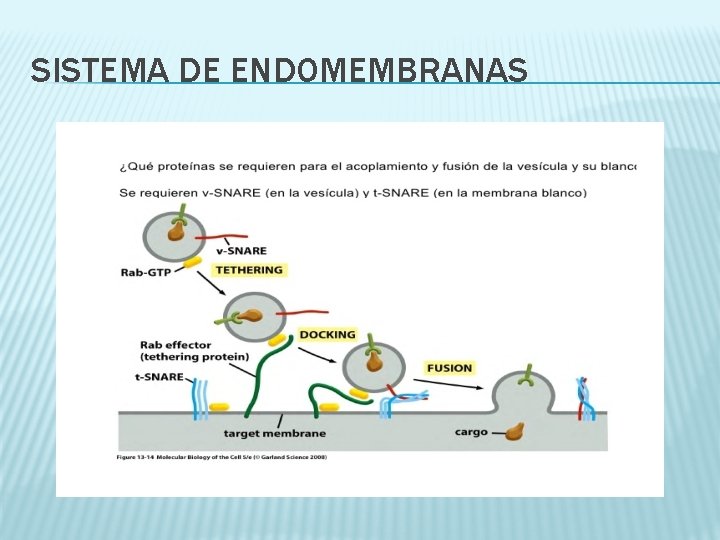 SISTEMA DE ENDOMEMBRANAS 