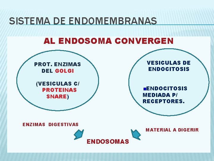 SISTEMA DE ENDOMEMBRANAS AL ENDOSOMA CONVERGEN VESICULAS DE ENDOCITOSIS PROT. ENZIMAS DEL GOLGI (VESICULAS