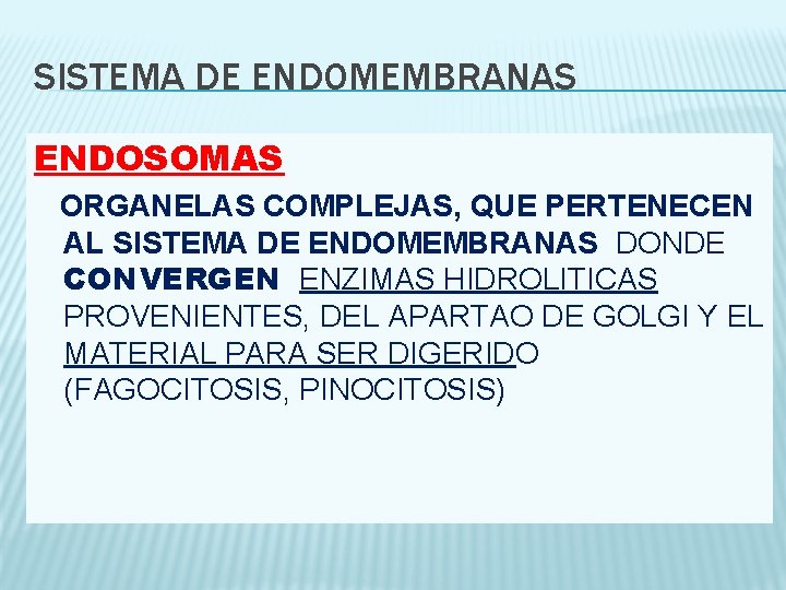 SISTEMA DE ENDOMEMBRANAS ENDOSOMAS ORGANELAS COMPLEJAS, QUE PERTENECEN AL SISTEMA DE ENDOMEMBRANAS DONDE CONVERGEN