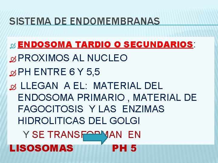 SISTEMA DE ENDOMEMBRANAS ENDOSOMA TARDIO O SECUNDARIOS: PROXIMOS AL NUCLEO PH ENTRE 6 Y