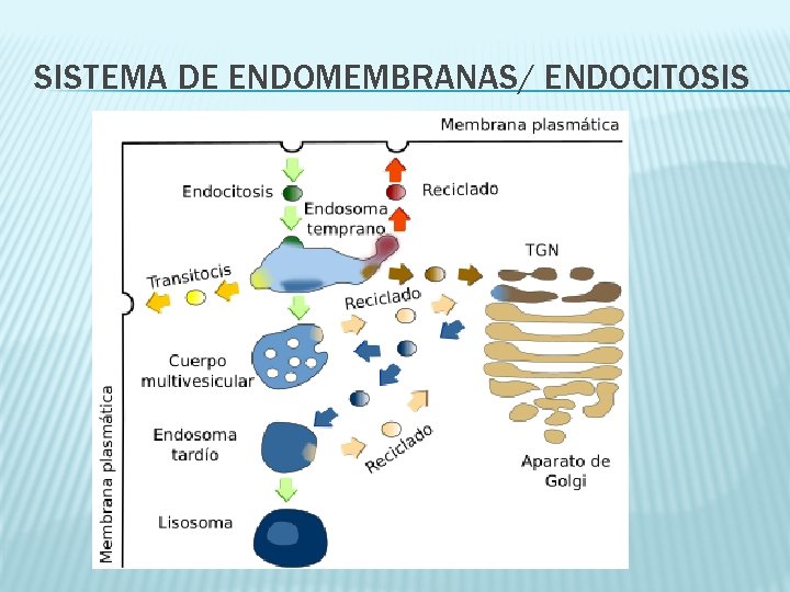 SISTEMA DE ENDOMEMBRANAS/ ENDOCITOSIS 
