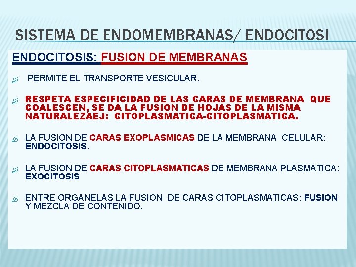 SISTEMA DE ENDOMEMBRANAS/ ENDOCITOSIS: FUSION DE MEMBRANAS PERMITE EL TRANSPORTE VESICULAR. RESPETA ESPECIFICIDAD DE
