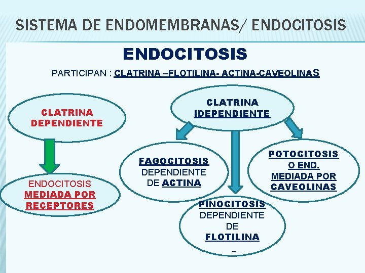 SISTEMA DE ENDOMEMBRANAS/ ENDOCITOSIS PARTICIPAN : CLATRINA –FLOTILINA- ACTINA-CAVEOLINAS CLATRINA DEPENDIENTE ENDOCITOSIS MEDIADA POR