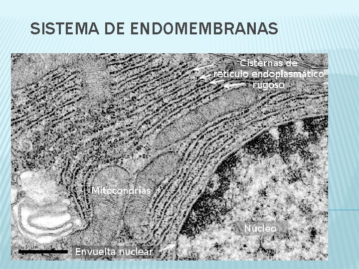 SISTEMA DE ENDOMEMBRANAS AGREGAR FOTO ME DEL ROSS PAG 51 