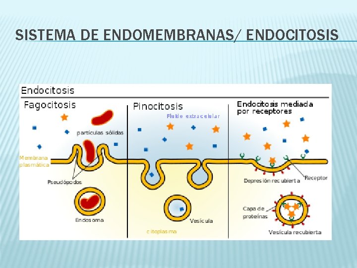 SISTEMA DE ENDOMEMBRANAS/ ENDOCITOSIS 