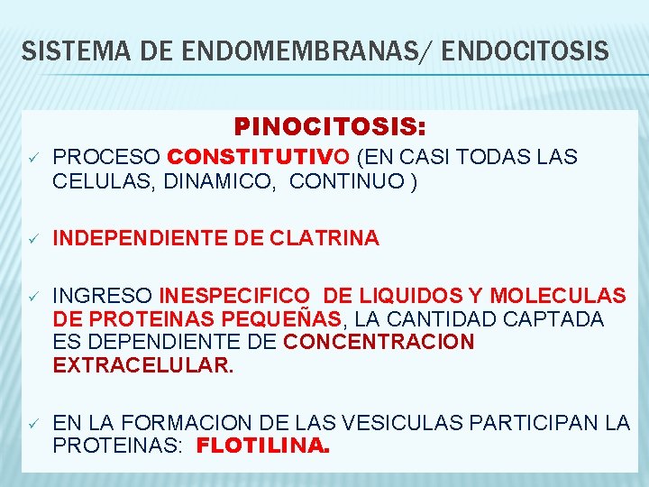 SISTEMA DE ENDOMEMBRANAS/ ENDOCITOSIS PINOCITOSIS: ü PROCESO CONSTITUTIVO (EN CASI TODAS LAS CELULAS, DINAMICO,