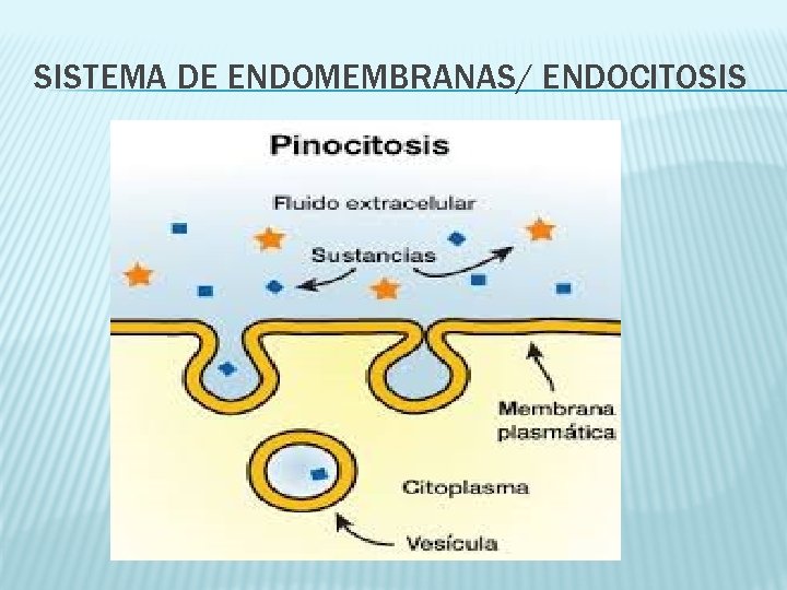 SISTEMA DE ENDOMEMBRANAS/ ENDOCITOSIS 