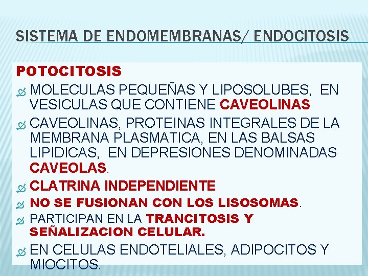SISTEMA DE ENDOMEMBRANAS/ ENDOCITOSIS POTOCITOSIS MOLECULAS PEQUEÑAS Y LIPOSOLUBES, EN VESICULAS QUE CONTIENE CAVEOLINAS,