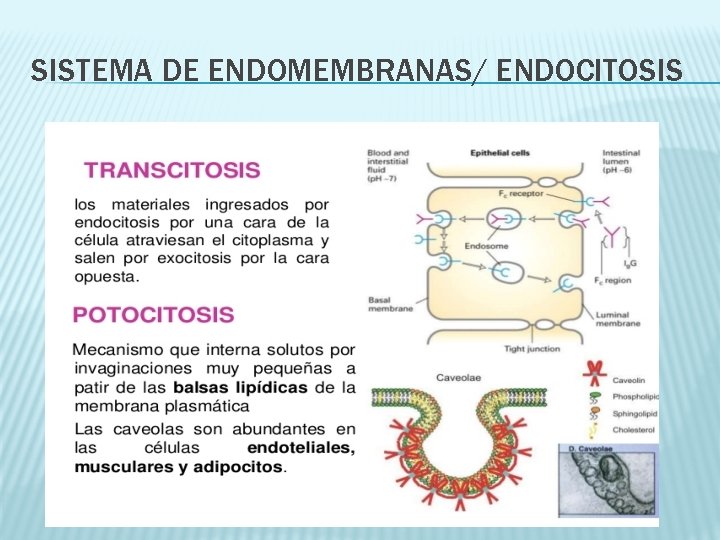 SISTEMA DE ENDOMEMBRANAS/ ENDOCITOSIS 