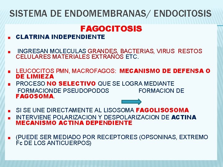 SISTEMA DE ENDOMEMBRANAS/ ENDOCITOSIS FAGOCITOSIS CLATRINA INDEPENDIENTE INGRESAN MOLECULAS GRANDES, BACTERIAS, VIRUS RESTOS CELULARES