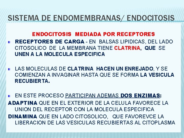 SISTEMA DE ENDOMEMBRANAS/ ENDOCITOSIS MEDIADA POR RECEPTORES DE CARGA - EN BALSAS LIPIDICAS, DEL