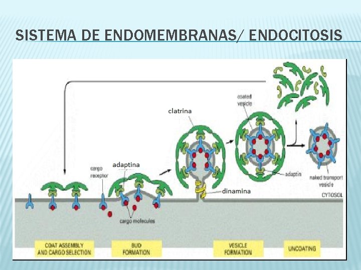 SISTEMA DE ENDOMEMBRANAS/ ENDOCITOSIS 