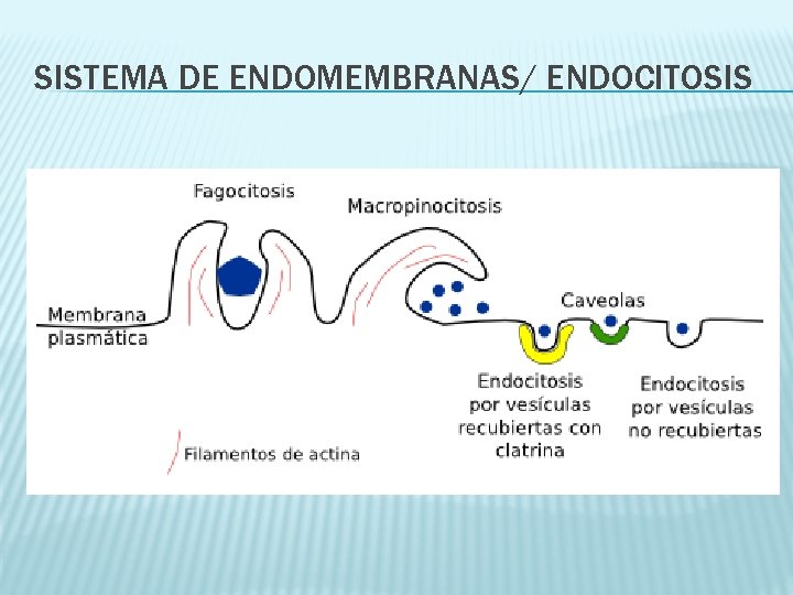 SISTEMA DE ENDOMEMBRANAS/ ENDOCITOSIS 