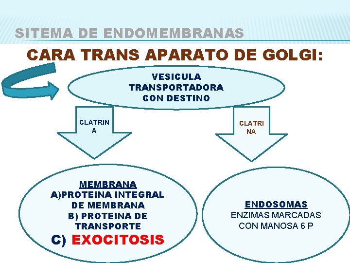 SITEMA DE ENDOMEMBRANAS CARA TRANS APARATO DE GOLGI: VESICULA TRANSPORTADORA CON DESTINO CLATRIN A