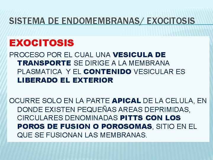 SISTEMA DE ENDOMEMBRANAS/ EXOCITOSIS PROCESO POR EL CUAL UNA VESICULA DE TRANSPORTE SE DIRIGE