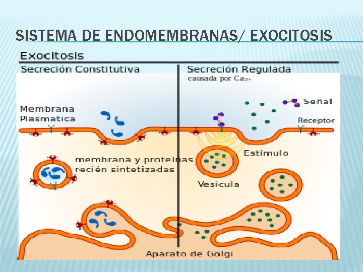 SISTEMA DE ENDOMEMBRANAS/ EXOCITOSIS 