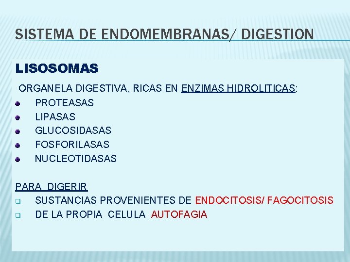 SISTEMA DE ENDOMEMBRANAS/ DIGESTION LISOSOMAS ORGANELA DIGESTIVA, RICAS EN ENZIMAS HIDROLITICAS: PROTEASAS LIPASAS GLUCOSIDASAS