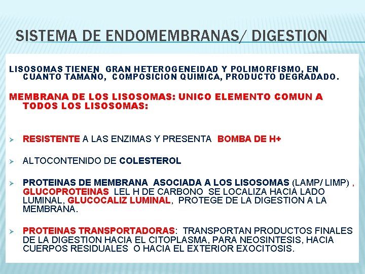 SISTEMA DE ENDOMEMBRANAS/ DIGESTION LISOSOMAS TIENEN GRAN HETEROGENEIDAD Y POLIMORFISMO, EN CUANTO TAMAÑO, COMPOSICION