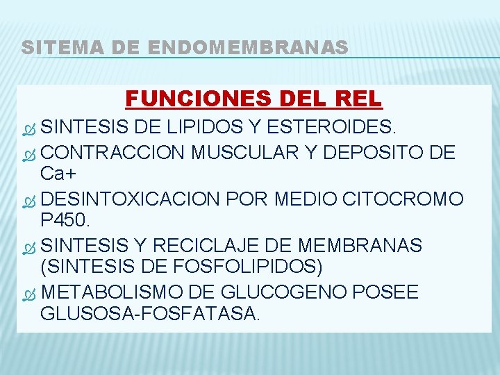 SITEMA DE ENDOMEMBRANAS FUNCIONES DEL REL SINTESIS DE LIPIDOS Y ESTEROIDES. CONTRACCION MUSCULAR Y