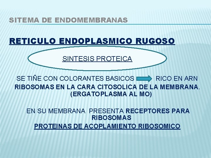 SITEMA DE ENDOMEMBRANAS RETICULO ENDOPLASMICO RUGOSO SINTESIS PROTEICA SE TIÑE CON COLORANTES BASICOS RICO