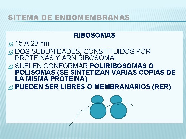 SITEMA DE ENDOMEMBRANAS RIBOSOMAS 15 A 20 nm DOS SUBUNIDADES, CONSTITUIDOS POR PROTEINAS Y