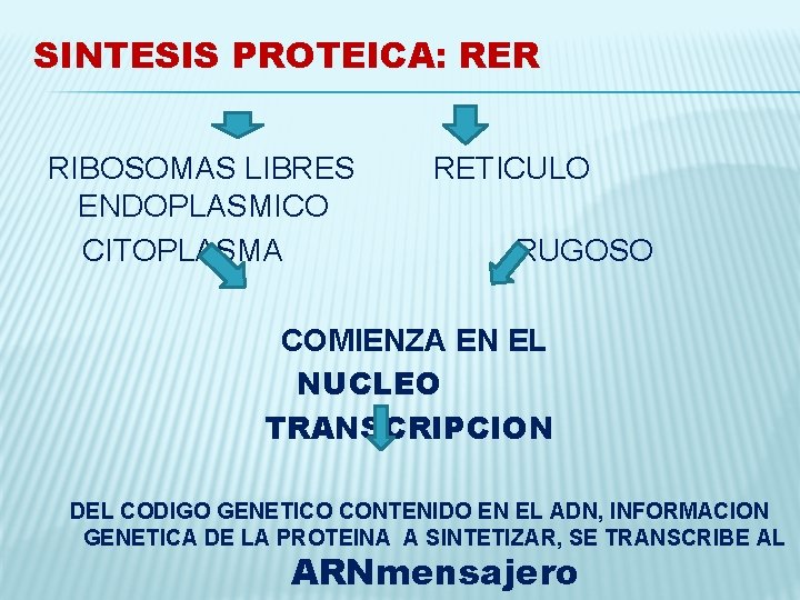SINTESIS PROTEICA: RER RIBOSOMAS LIBRES ENDOPLASMICO CITOPLASMA RETICULO RUGOSO COMIENZA EN EL NUCLEO TRANSCRIPCION