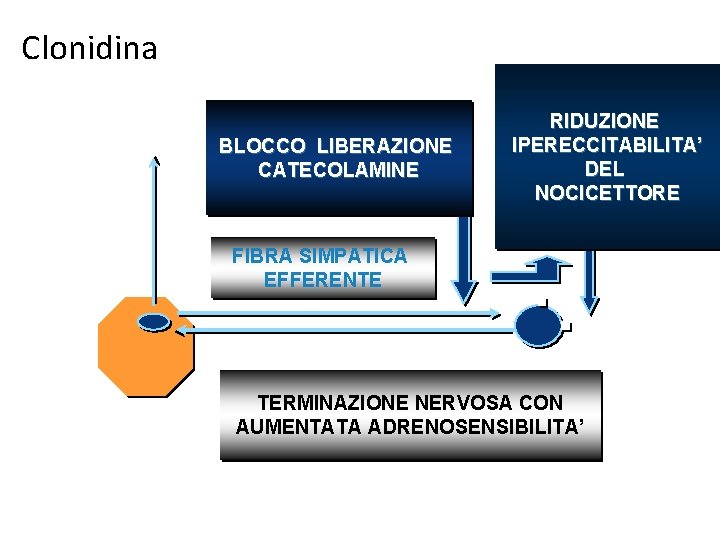 Clonidina BLOCCO LIBERAZIONE CATECOLAMINE RIDUZIONE IPERECCITABILITA’ DEL NOCICETTORE FIBRA SIMPATICA EFFERENTE TERMINAZIONE NERVOSA CON