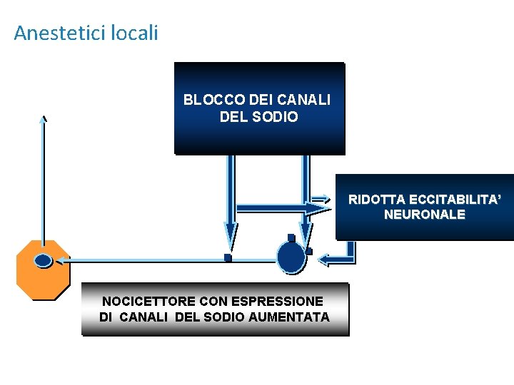 Anestetici locali BLOCCO DEI CANALI DEL SODIO RIDOTTA ECCITABILITA’ NEURONALE NOCICETTORE CON ESPRESSIONE DI