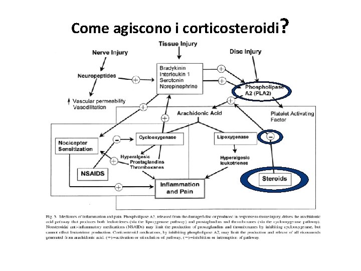 Come agiscono i corticosteroidi? 