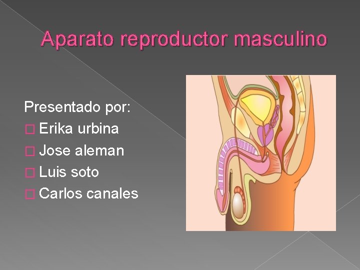 Aparato reproductor masculino Presentado por: � Erika urbina � Jose aleman � Luis soto