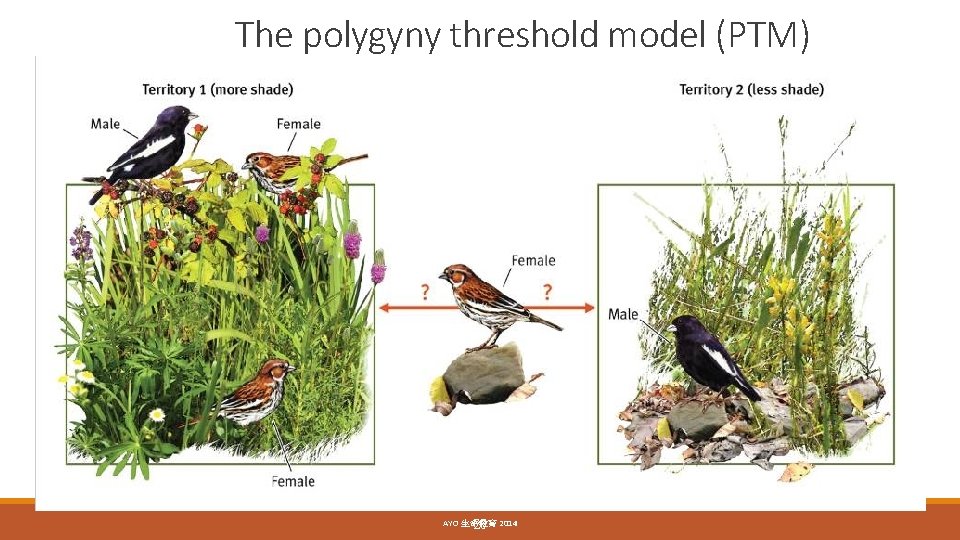 The polygyny threshold model (PTM) AYO 生命教育 20 2014 