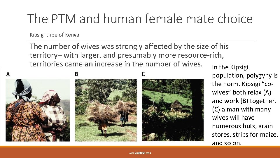 The PTM and human female mate choice Kipsigi tribe of Kenya The number of