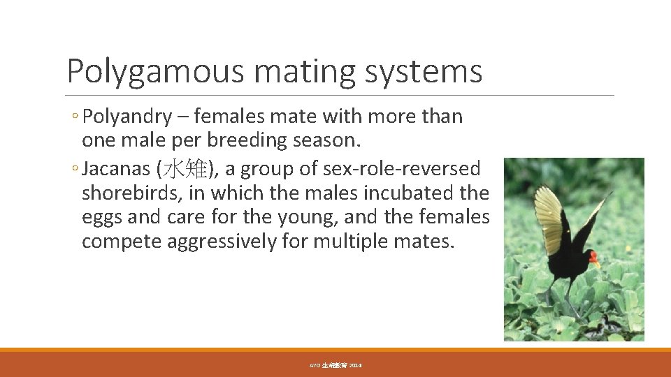 Polygamous mating systems ◦ Polyandry – females mate with more than one male per