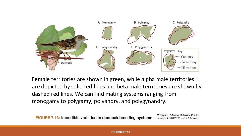 Female territories are shown in green, while alpha male territories are depicted by solid