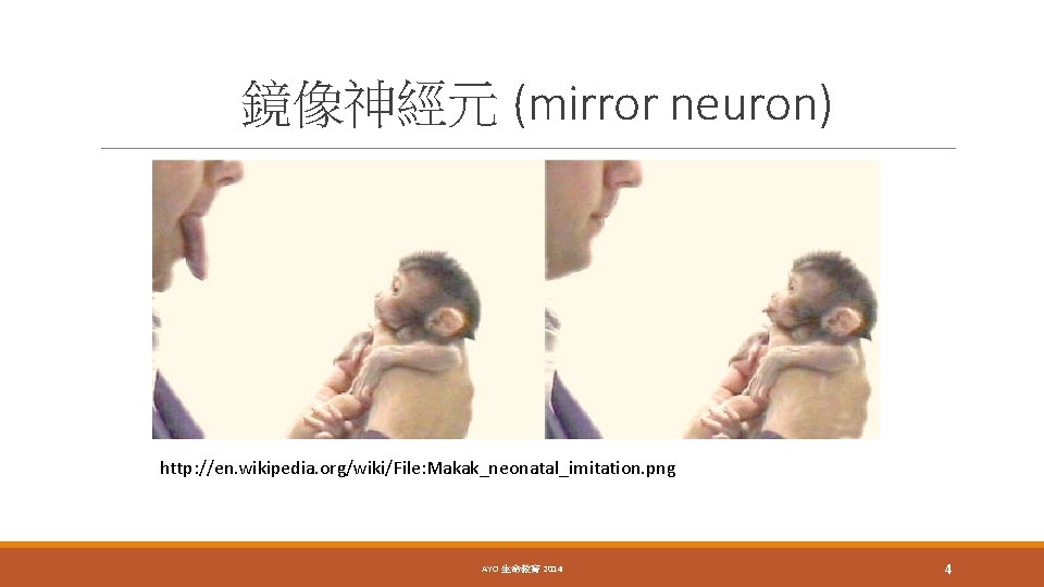 鏡像神經元 (mirror neuron) http: //en. wikipedia. org/wiki/File: Makak_neonatal_imitation. png AYO 生命教育 2014 4 