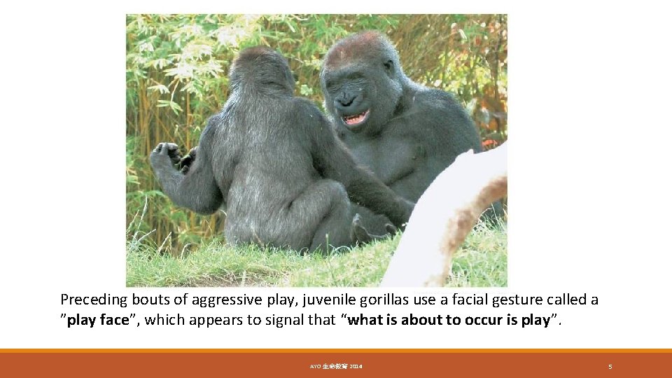 Preceding bouts of aggressive play, juvenile gorillas use a facial gesture called a ”play