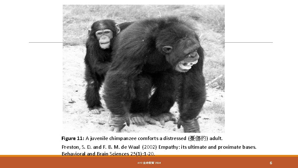 Figure 11: A juvenile chimpanzee comforts a distressed (憂傷的) adult. Preston, S. D. and