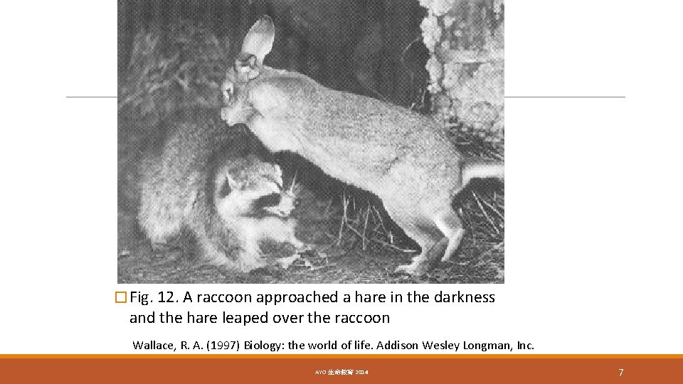 � Fig. 12. A raccoon approached a hare in the darkness and the hare