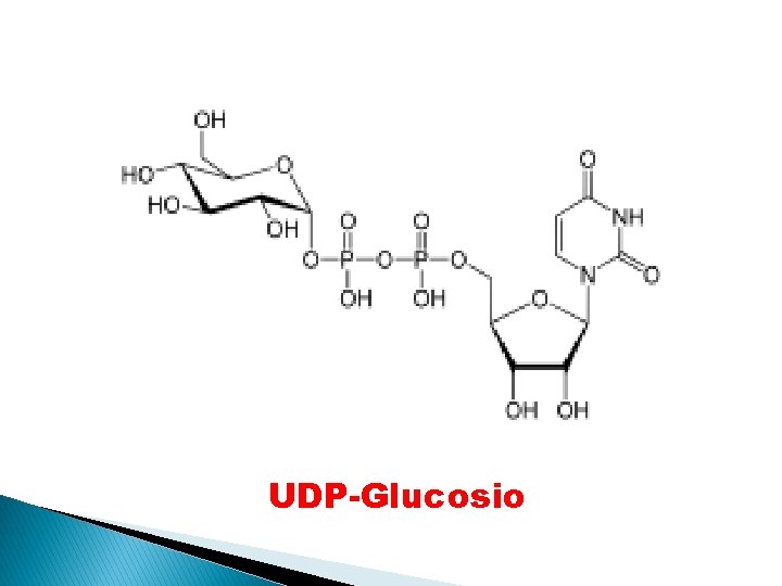 UDP-Glucosio 