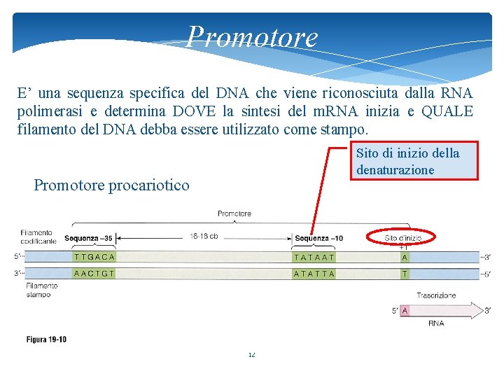 Promotore E’ una sequenza specifica del DNA che viene riconosciuta dalla RNA polimerasi e