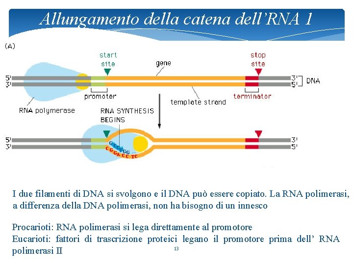 Allungamento della catena dell’RNA 1 G C C G CU GA GG … CC