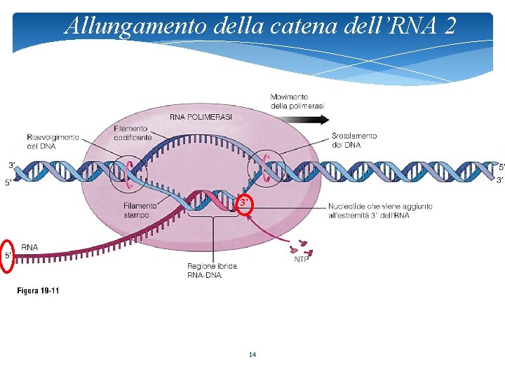Allungamento della catena dell’RNA 2 3’ 14 