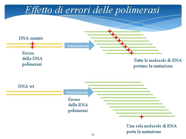 Effetto di errori delle polimerasi DNA mutato trascrizione Errore della DNA polimerasi Tutte le