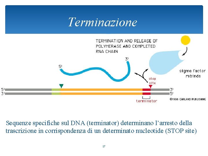 Terminazione Sequenze specifiche sul DNA (terminator) determinano l’arresto della trascrizione in corrispondenza di un