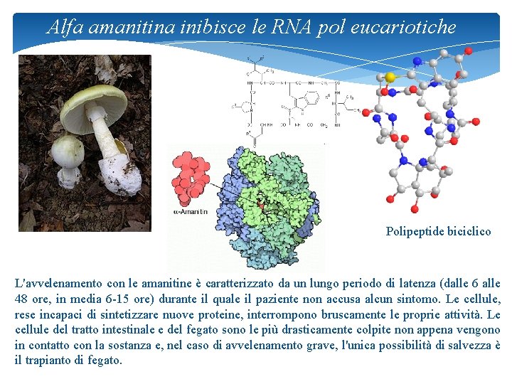 Alfa amanitina inibisce le RNA pol eucariotiche Polipeptide biciclico L'avvelenamento con le amanitine è
