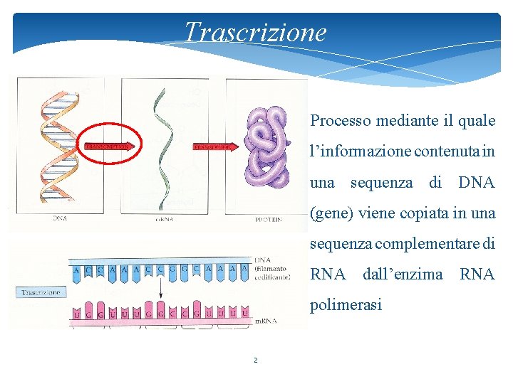 Trascrizione Processo mediante il quale l’informazione contenuta in una sequenza di DNA (gene) viene