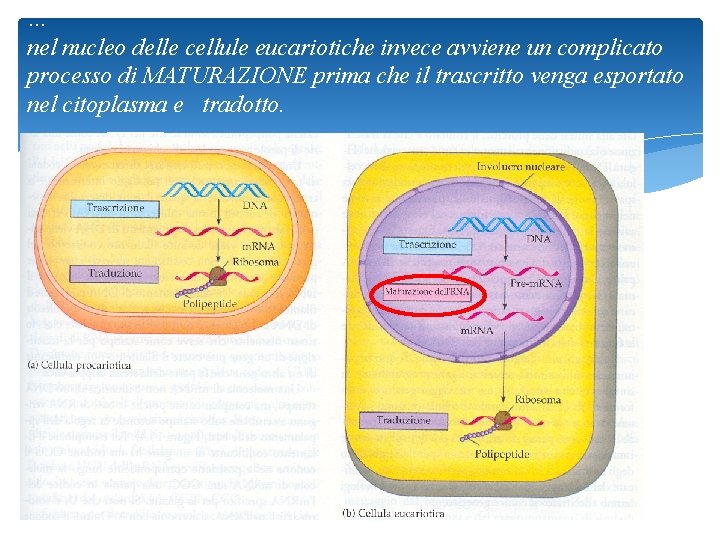 … nel nucleo delle cellule eucariotiche invece avviene un complicato processo di MATURAZIONE prima