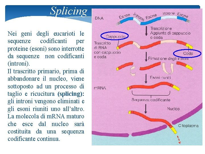 Splicing Nei geni degli eucarioti le sequenze codificanti per proteine (esoni) sono interrotte da