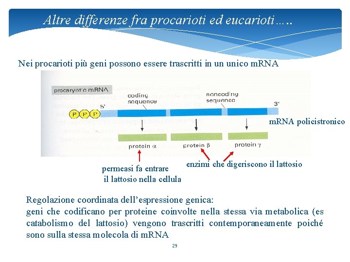 Altre differenze fra procarioti ed eucarioti…. . Nei procarioti più geni possono essere trascritti